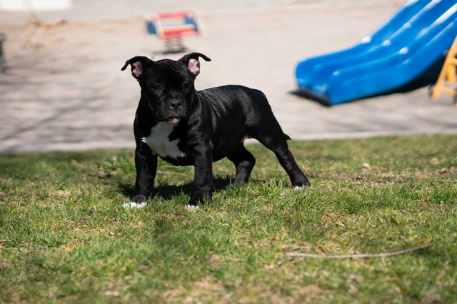 Mini American bulldog puppies for sale