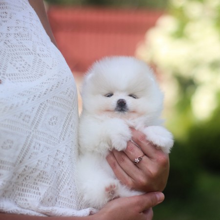 Healthy Purebred Pomeranian Puppies For Re-Homing..