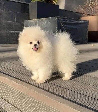PUREBRED OUSTANDING POMERANIAN PUPPIES AVAILABLE
