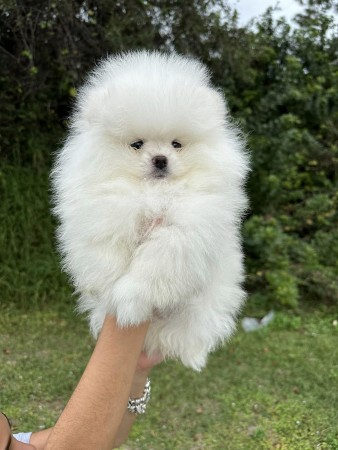 Available Male and Female Pomeranian puppies Ready