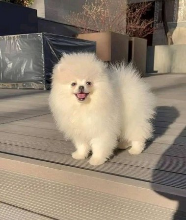 Gorgeous 1 male and 2 female Teacup Pomeranian puppies