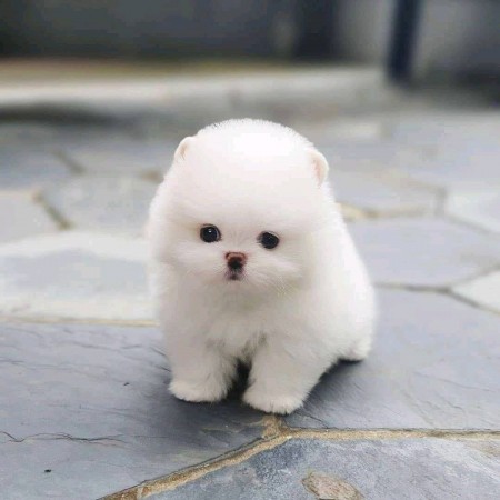 Pomeranian "Ckc Registered Puppies For Adoption"