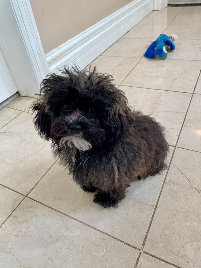 Adorable Shihpoo/Toy Poodle Male Puppy