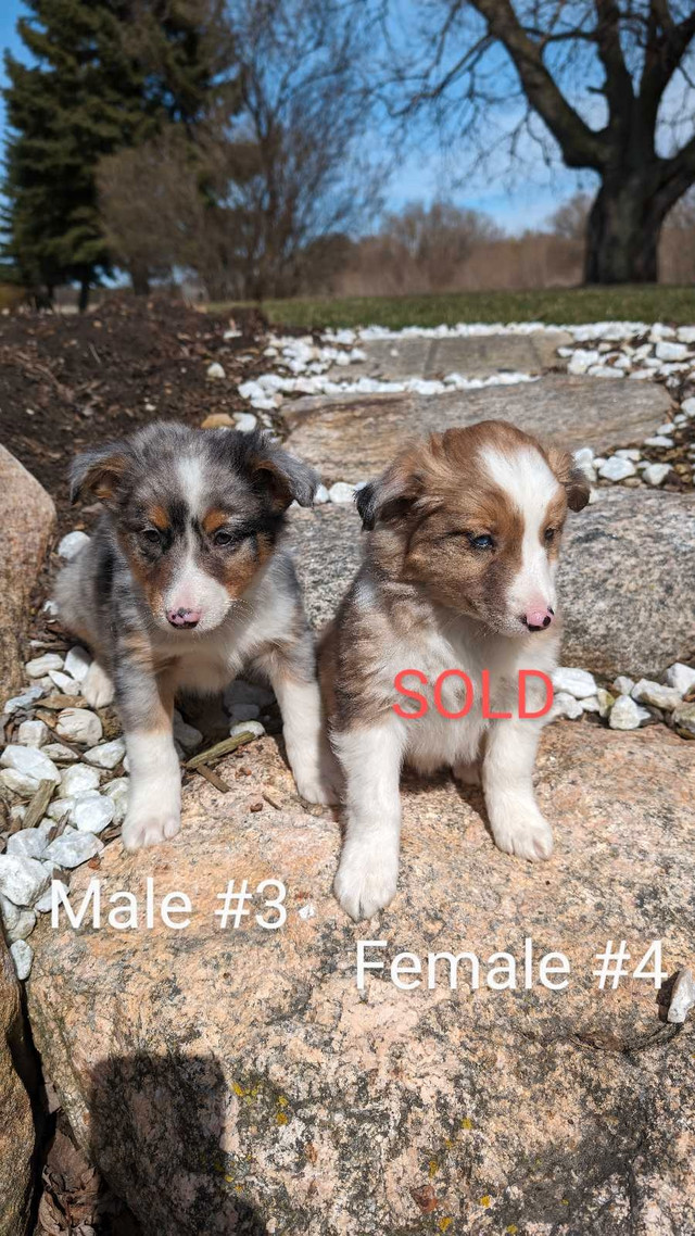 Australian Shepherd Border Collie Cross Puppies for Sale - Ready