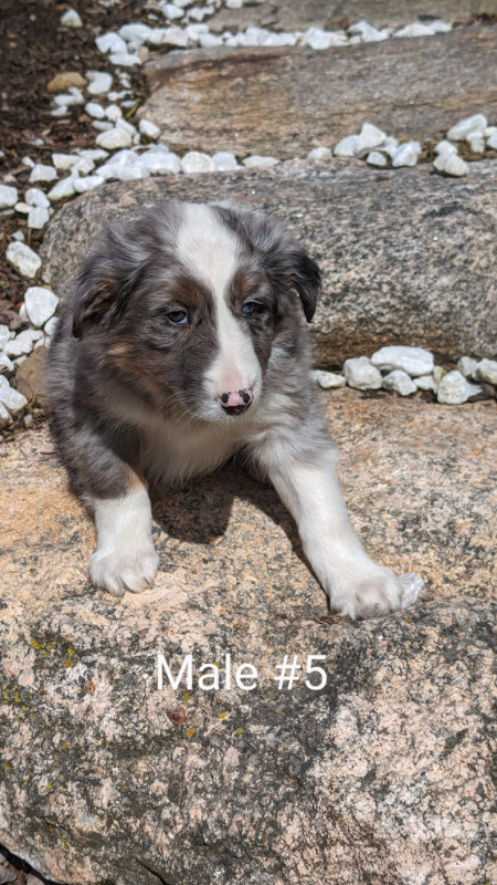 Australian Shepherd Border Collie Cross Puppies for Sale - Ready
