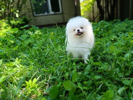 HEALTHY CKC POMERANIAN PUPPIES AVAILABLE FOR A LOVING HOME