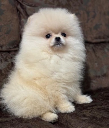 Excellence lovely Male and Female pomeranian Puppies for adoption