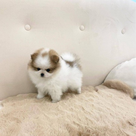 VERY VERY TINY Male and Female Pomeranian Puppies