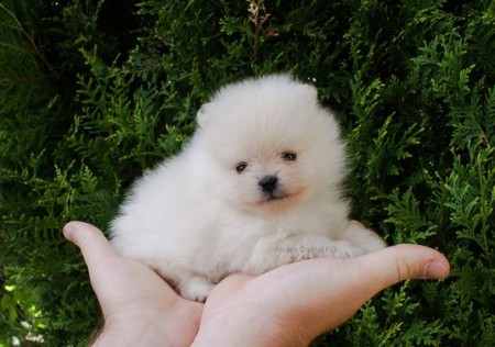 AKC Standard Pomeranian puppies For Lovely Home