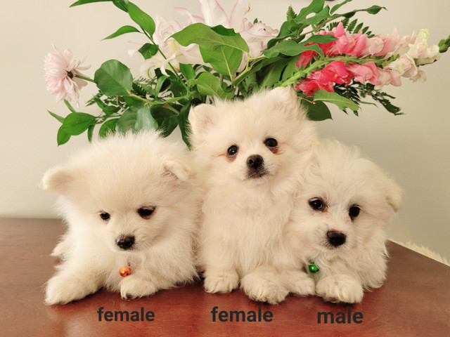 Pomeranian Maltese Puppies