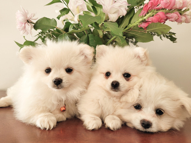 Pomeranian Maltese Puppies