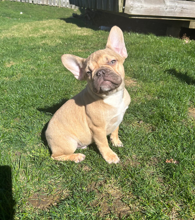 Beautiful Frenchie puppies