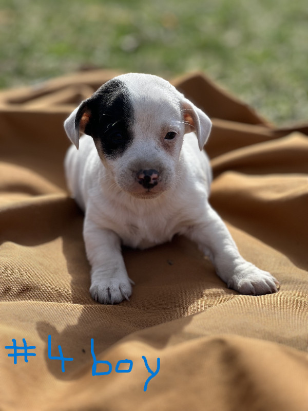 Jack Russel Puppies for Sale