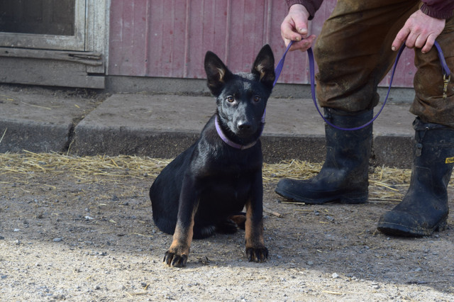 2 Bi- Coloured Czech Workling line trained German Shepherd pups