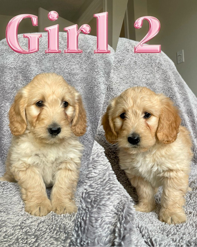 Mini Goldendoodle Puppies available! F1B. 2 boys and 3 girls