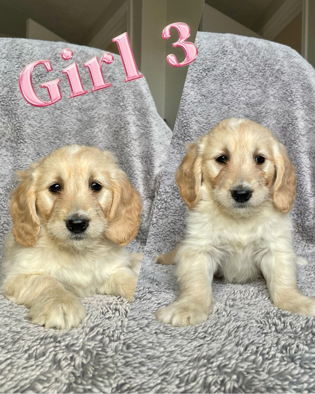 Mini Goldendoodle Puppies available! F1B. 2 boys and 3 girls