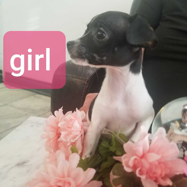 RATCHI: Purebred Toy Rat Terrier/Chihuhua  Puppy A Rare Find!