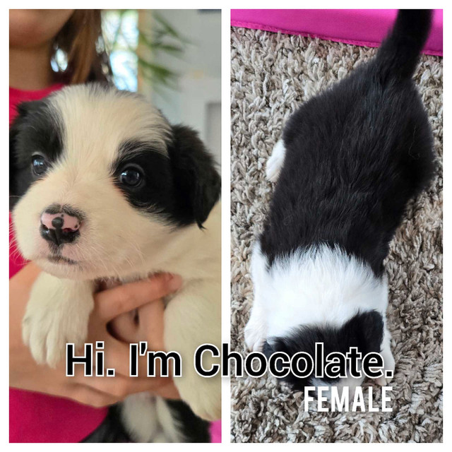 Border Collie puppies, pure - ready for May 4 !!