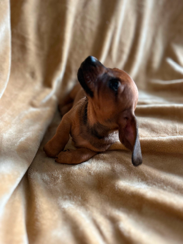 Male & Female Red and Brown Dachshund Puppies Available Now ❤️