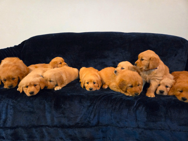 Purebred Golden Retriever Puppies For Sale