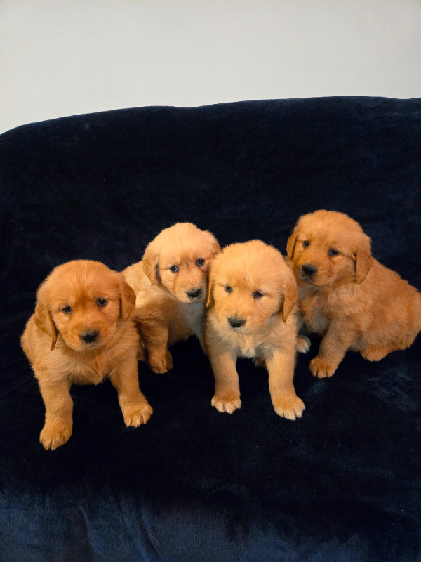 Purebred Golden Retriever Puppies For Sale