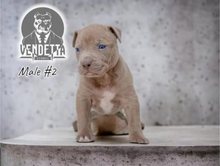 American Pit Bull Terrier puppies