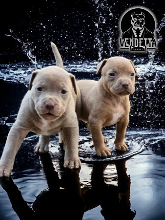 American Pit Bull Terrier puppies