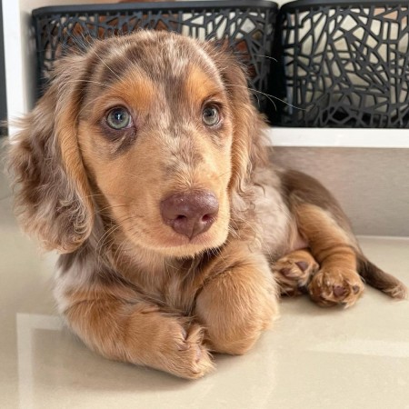 CKC MALE and FEMALE DACHSHUND PUPPIES
