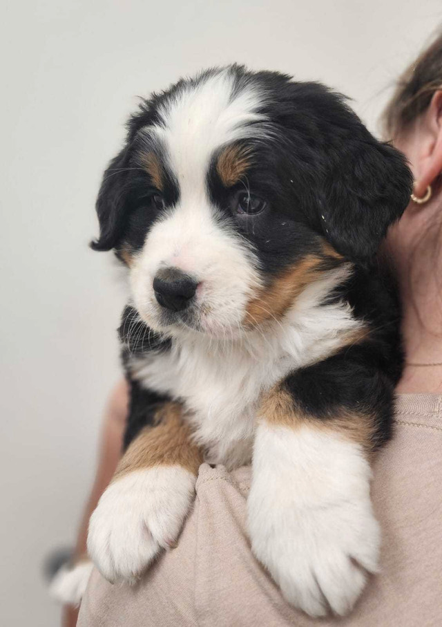 Bernese Mountain Puppies for sale!