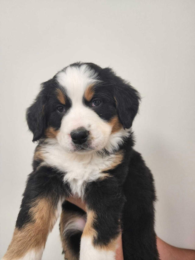Bernese Mountain Puppies for sale!