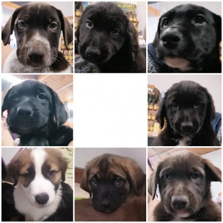 Shepherd / black lab cross puppies