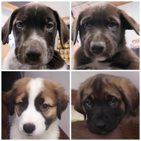 Shepherd / black lab cross puppies