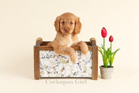 ADORABLE Mini COCKAPOO Puppies For Sale