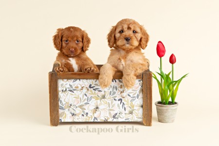 ADORABLE Mini COCKAPOO Puppies For Sale