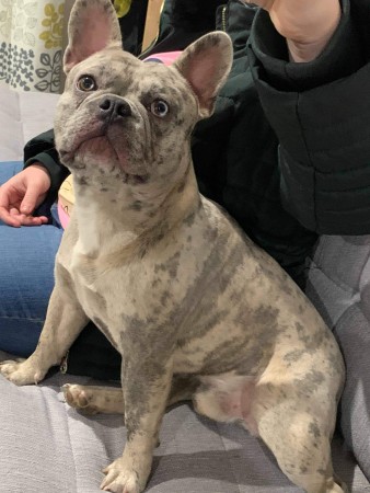 CKc Registered Lilac Merle Frenchie