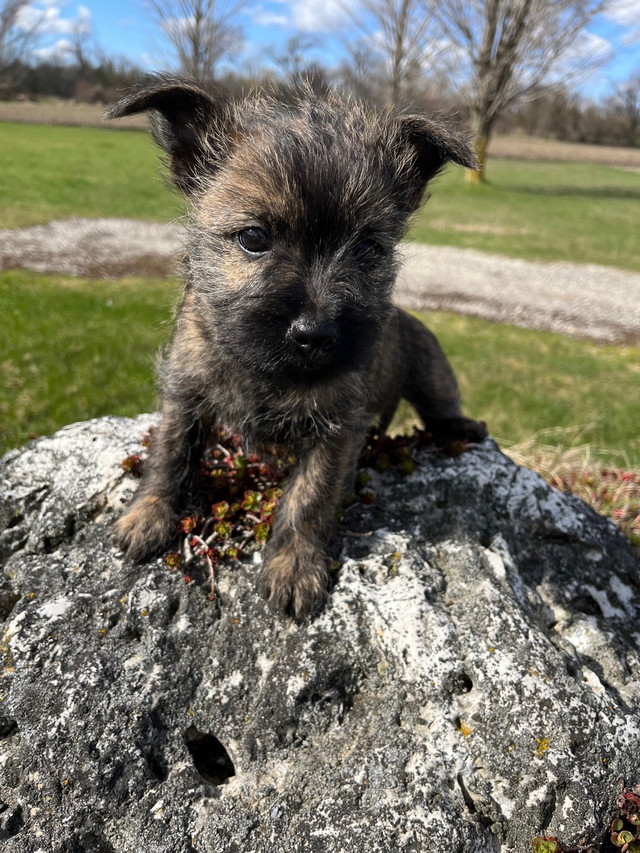 ***CAIRN TERRIER PUPPIES~READY FOR NEW HOMES***