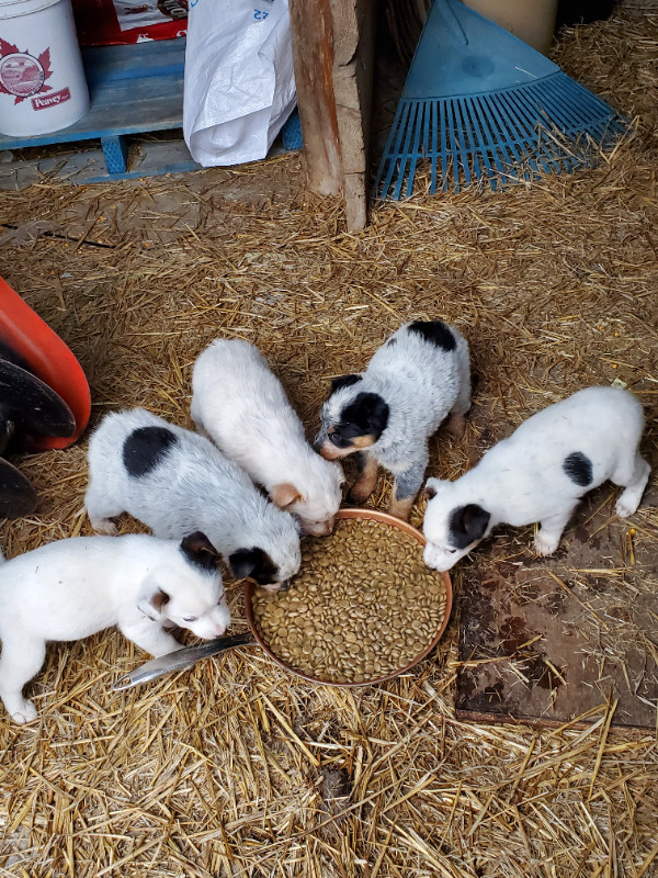 Austrailian Heeler/ Border Collie Puppies