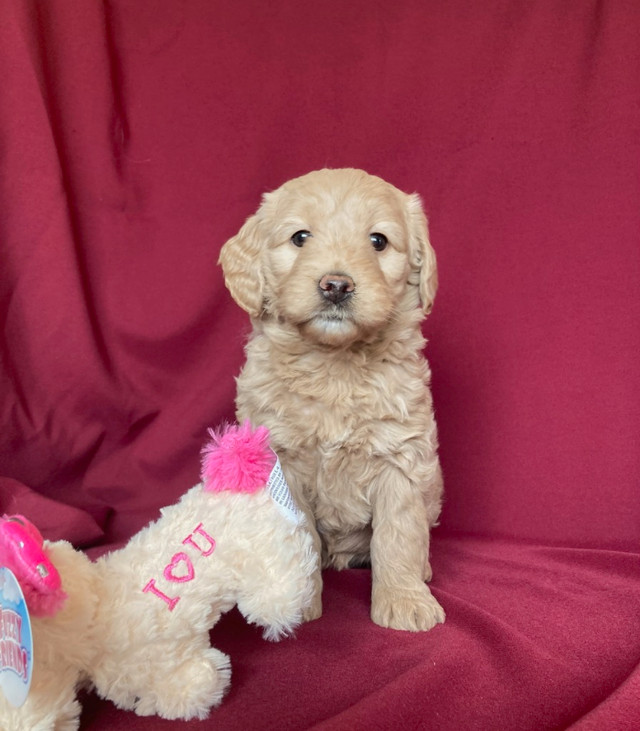 Mini Goldendoodles - Genetic tested and Guaranteed