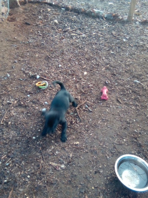 Black Lab Puppies for sale