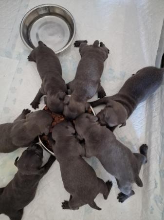 BLUE STAFFIE PUPS, HEALTH TESTED