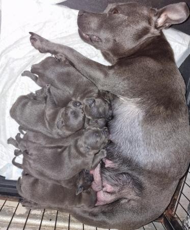 BLUE STAFFIE PUPS, HEALTH TESTED