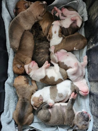 11 MOST SWEETEST, ADORABLE PUPPIES FOR SALE!! PURE BRED AMERICAN BULLY BREED