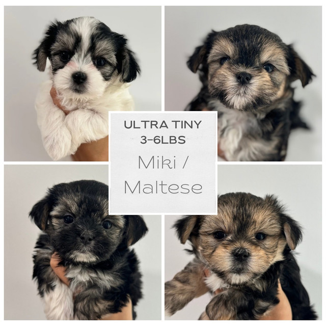 The PERFECT Mother’s Day gift! Ultra Tiny Miki X Maltese