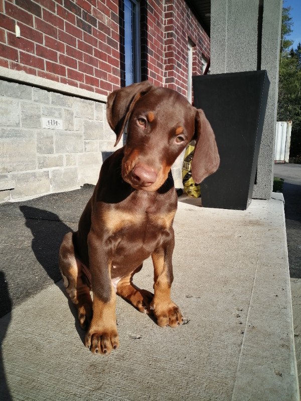 Handsome Doberman puppy ready to go the new home