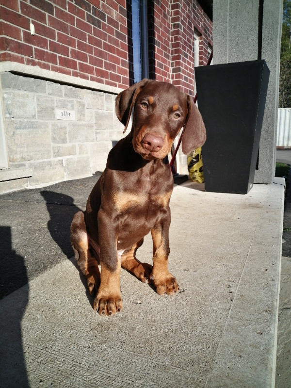 Handsome Doberman puppy ready to go the new home