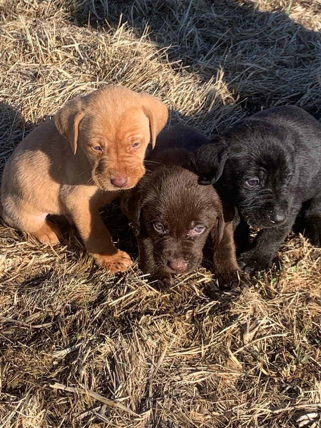 Beautiful Purebred labs to rehome