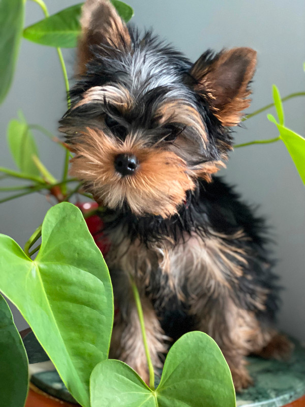 Exclusive. Yorkshire Terrier puppy (male), CKC registered