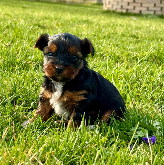 pure bred tiny yorkie puppies