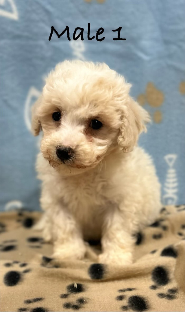 F1B Bichonpoo puppies (Delivert Available)