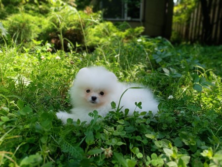 Gorgeous Pomeranian puppy available and ready for her new home.